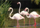 Oiseaux - Flamants Roses - Camargue - Flamingos - CPM - Voir Scans Recto-Verso - Vögel