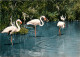 Oiseaux - Flamants Roses - Camargue - Flamingos - CPSM Grand Format - Voir Scans Recto-Verso - Vögel