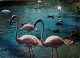 Oiseaux - Flamants Roses - Flamingos - CPM - Voir Scans Recto-Verso - Birds