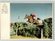 39749805 - 2 Holsteiner Fritz Thiedemann U. Meteor - Horses