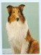 Y6024/ Hunde Collie AK - Dogs