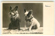 N°22790 - Animaux - Chiens - Verknurrt - Deux Bouledogues Français - Hunde