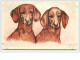 N°2114 - Couple De Teckels - Cooper - Dogs