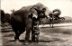 Temple ELEPHANT, CEYLON. - Sri Lanka (Ceilán)