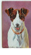 N°8428 - Carte Illustrateur - Donaldini Jr Dresden - Fox Terrier - Autres & Non Classés