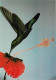 Animaux - Oiseaux - Colibri - Carte Neuve - CPM - Voir Scans Recto-Verso - Uccelli