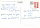 Animaux - Chats - Carte à Message - CPM - Voir Scans Recto-Verso - Cats