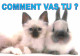 Animaux - Chats - CPM - Voir Scans Recto-Verso - Cats