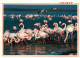 Oiseaux - Flamants Roses - Camargue - Flamingos - CPM - Voir Scans Recto-Verso - Uccelli