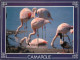 Oiseaux - Flamants Roses - Camargue - Flamingos - CPM - Voir Scans Recto-Verso - Uccelli