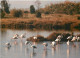 Oiseaux - Flamants Roses - Hyères Les Palmiers - Les Flamants Dans Les Marais Salants - Flamingos - CPM - Voir Scans Rec - Uccelli