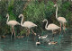 Oiseaux - Flamants Roses - Camargue - Flamingos - CPM - Voir Scans Recto-Verso - Uccelli