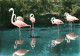 Oiseaux - Flamants Roses - Camargue - Flamingos - CPSM Grand Format - Voir Scans Recto-Verso - Uccelli