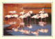 Oiseaux - Flamants Roses - Flamingos - CPM - Voir Scans Recto-Verso - Uccelli