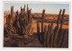 AK 214639 CHILE - Kakteen Im Nationalpark Pan De Azúcar - Atacama - Chili