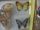 Papillons  Taxidermie - Andere & Zonder Classificatie