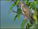 ESTONIA 2024 Bird Of The Year,The Common Cuckoo,Aves,Animal,Summer Migrant To Europe & Asia, Maxicard, Maximcard (**) - Estonia