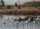 Oiseaux - Flamants Roses - Hyères Les Palmiers - Les Flamants Dans Les Marais Salants - Flamingos - CPM - Voir Scans Rec - Vögel