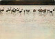 Oiseaux - Flamants Roses - Camargue - Flamingos - CPM - Voir Scans Recto-Verso - Uccelli