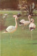 Oiseaux - Flamants Roses - Flamingos - CPM - Voir Scans Recto-Verso - Vögel