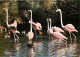 Oiseaux - Flamants Roses - Camargue - Flamingos - CPM - Voir Scans Recto-Verso - Uccelli