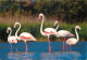 Oiseaux - Flamants Roses - Camargue - Flamingos - CPM - Voir Scans Recto-Verso - Vögel