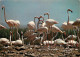 Oiseaux - Flamants Roses - Flamingos - CPM - Voir Scans Recto-Verso - Uccelli