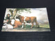 74998-  PAULUS POTTER -  / KOEIEN / COWS / KÜHE / VACHES - Vaches