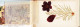 Delcampe - 10115 ● ● Rare JERUSALEM Livret Herbier 12 Fleurs TERRE-SAINTE Et Vues ISRAEL Couverture Bois Olivier Mosquée OMAR - Israele