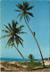 _Allgemein Beach Scene, East Africa, Palm Climbing, Palmen-Kletterer 1970 - Kenya