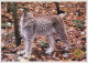 TIGER BIG CAT Animals Vintage Postcard CPSM #PAM021.A - Tiger