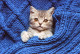 GATTO KITTY Animale Vintage Cartolina CPSM #PBQ725.A - Cats