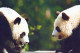 PANDA OURS Animaux Vintage Carte Postale CPSM #PBS098.A - Bären