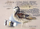 BIRD Animals Vintage Postcard CPSM #PBR694.A - Birds