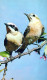PÁJARO Animales Vintage Tarjeta Postal CPA #PKE802.A - Birds