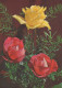 FLOWERS Vintage Postcard CPSM #PAS012.GB - Fleurs