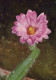 FLOWERS Vintage Postcard CPSM #PAR170.GB - Fleurs