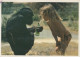 MONKEY Animals Vintage Postcard CPSM #PAN988.GB - Singes