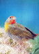 BIRD Animals Vintage Postcard CPSM #PAN336.GB - Birds
