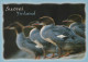 BIRD Animals Vintage Postcard CPSM #PAN399.GB - Birds