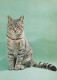 CAT KITTY Animals Vintage Postcard CPSM #PAM465.GB - Cats