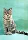 CAT KITTY Animals Vintage Postcard CPSM #PAM465.GB - Cats