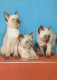 CAT KITTY Animals Vintage Postcard CPSM #PAM588.GB - Cats
