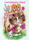 CAT KITTY Animals Vintage Postcard CPSM #PAM151.GB - Cats