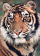 TIGER BIG CAT Animals Vintage Postcard CPSM Unposted #PAM025.GB - Tijgers