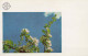 FLORES Vintage Tarjeta Postal CPSM #PAR832.ES - Fleurs