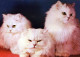 GATO GATITO Animales Vintage Tarjeta Postal CPSM #PAM466.ES - Katten