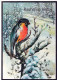 PÁJARO Animales Vintage Tarjeta Postal CPSM #PAN031.ES - Oiseaux