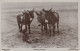 DONKEY Animals Children Vintage Antique Old CPA Postcard #PAA210.GB - Burros