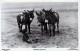 DONKEY Animals Children Vintage Antique Old CPA Postcard #PAA210.GB - Donkeys